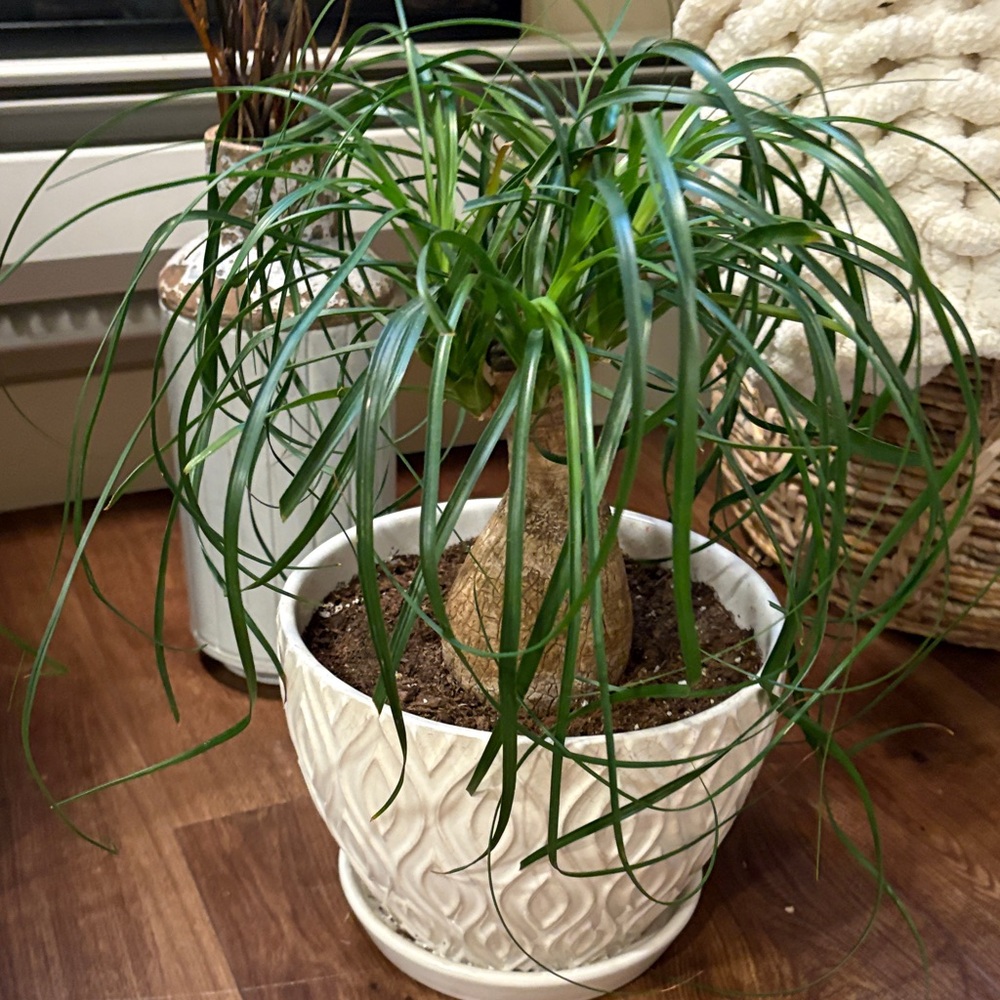 Elegant Green Ponytail Palm in White Textured Pot
